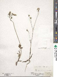 Crepis setosa image