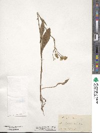 Crepis setosa image