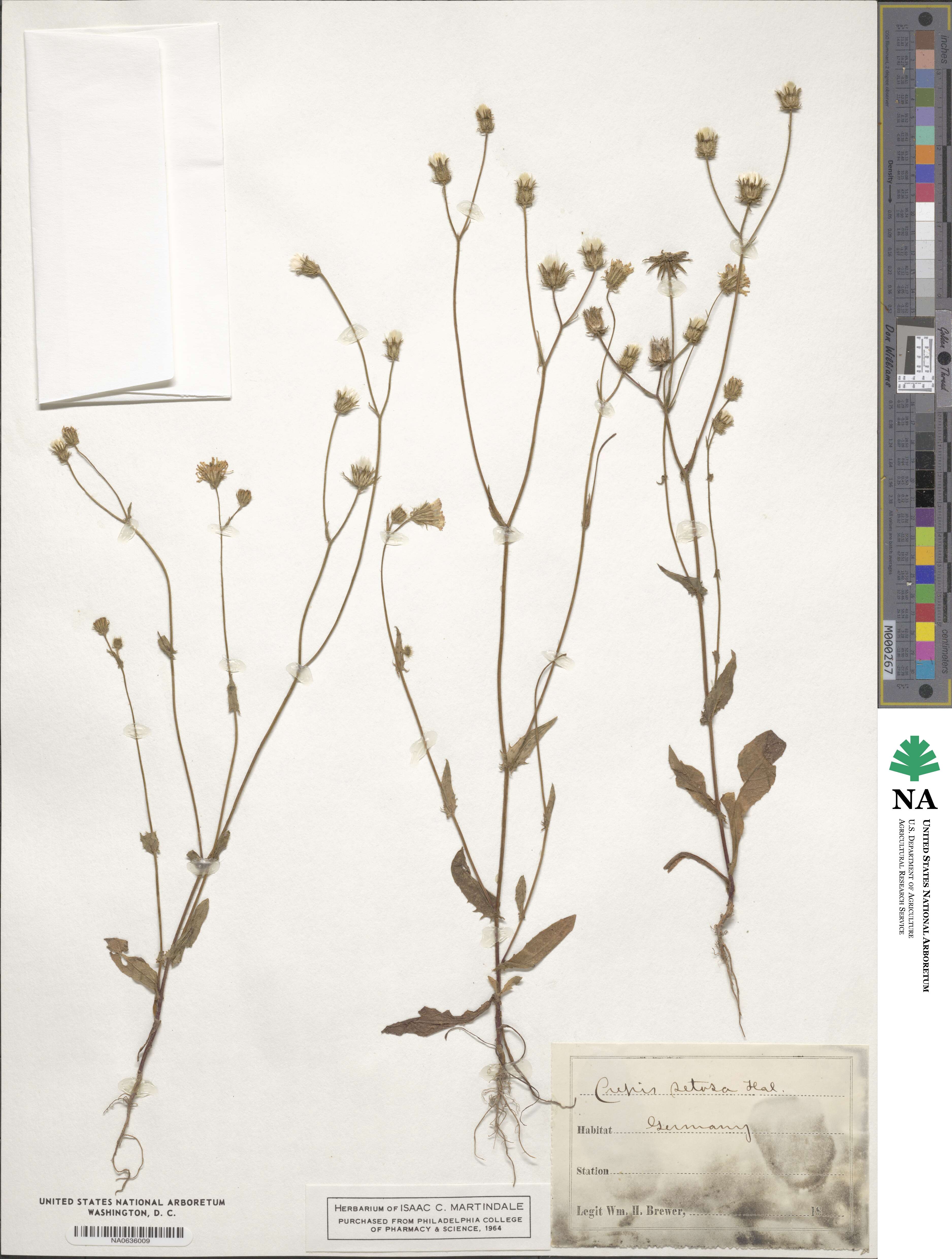 Crepis setosa image