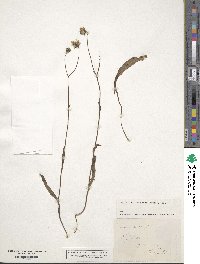 Crepis mollis subsp. succisifolia image