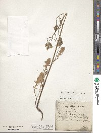 Crepis vesicaria image