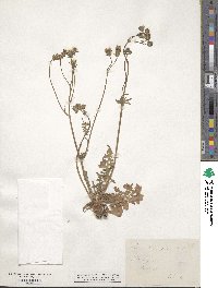 Crepis vesicaria image