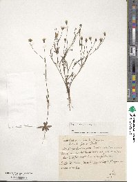 Crepis tectorum image