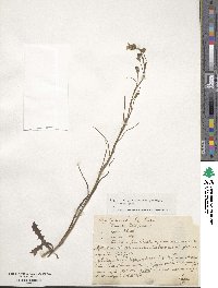 Crepis tectorum image