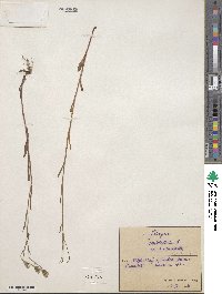 Crepis tectorum image