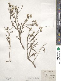 Crepis capillaris image