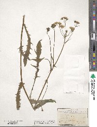 Crepis capillaris image