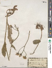 Crepis viscidula image