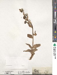 Crepis blattarioides image