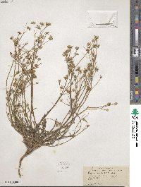 Crepis capillaris image