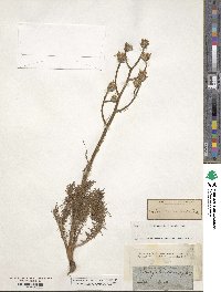 Image of Crepis chondrilloides