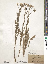 Crepis foetida image