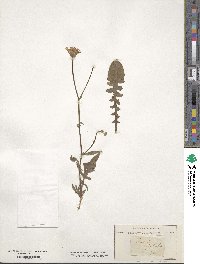 Crepis foetida image