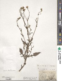 Crepis foetida image