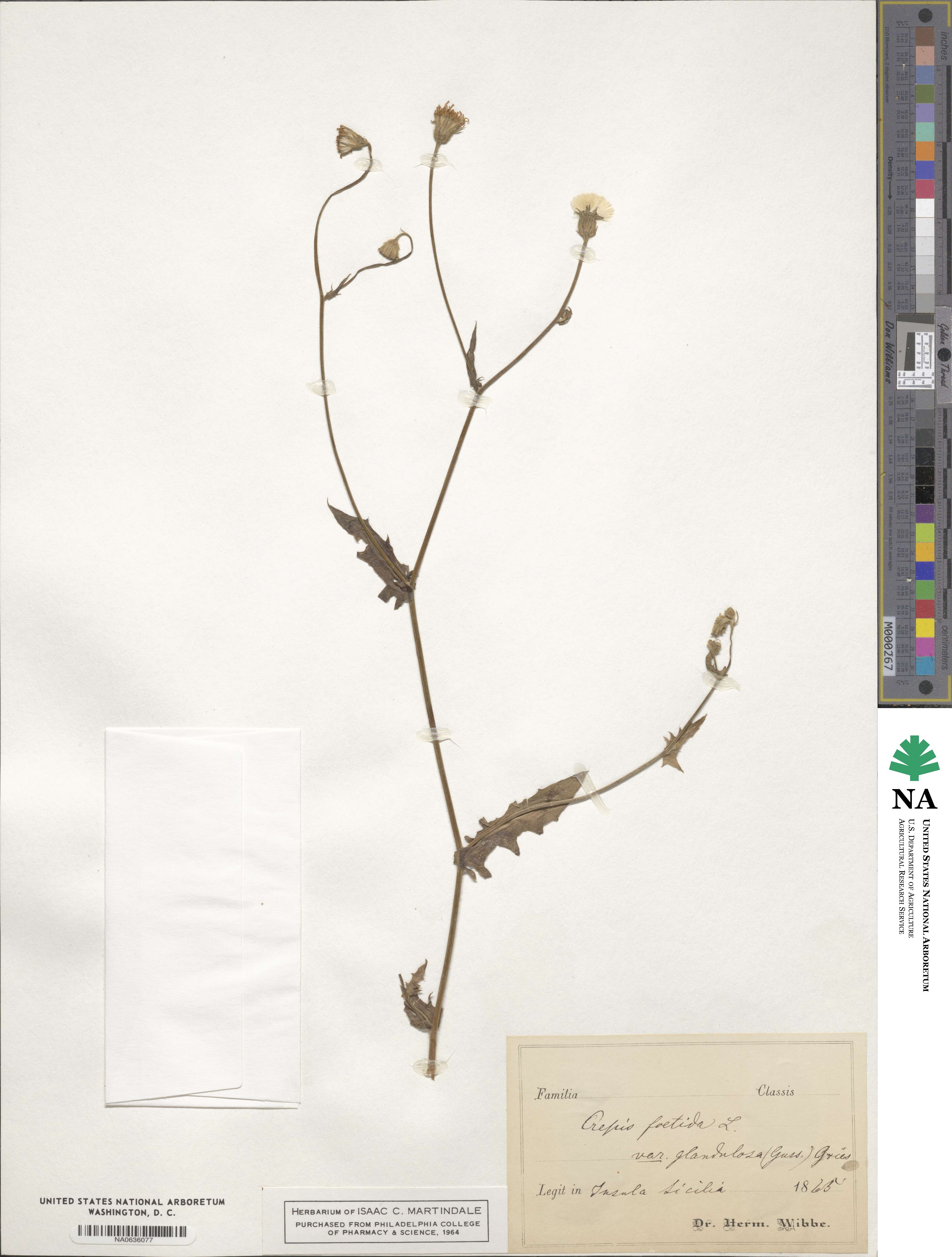 Crepis foetida image
