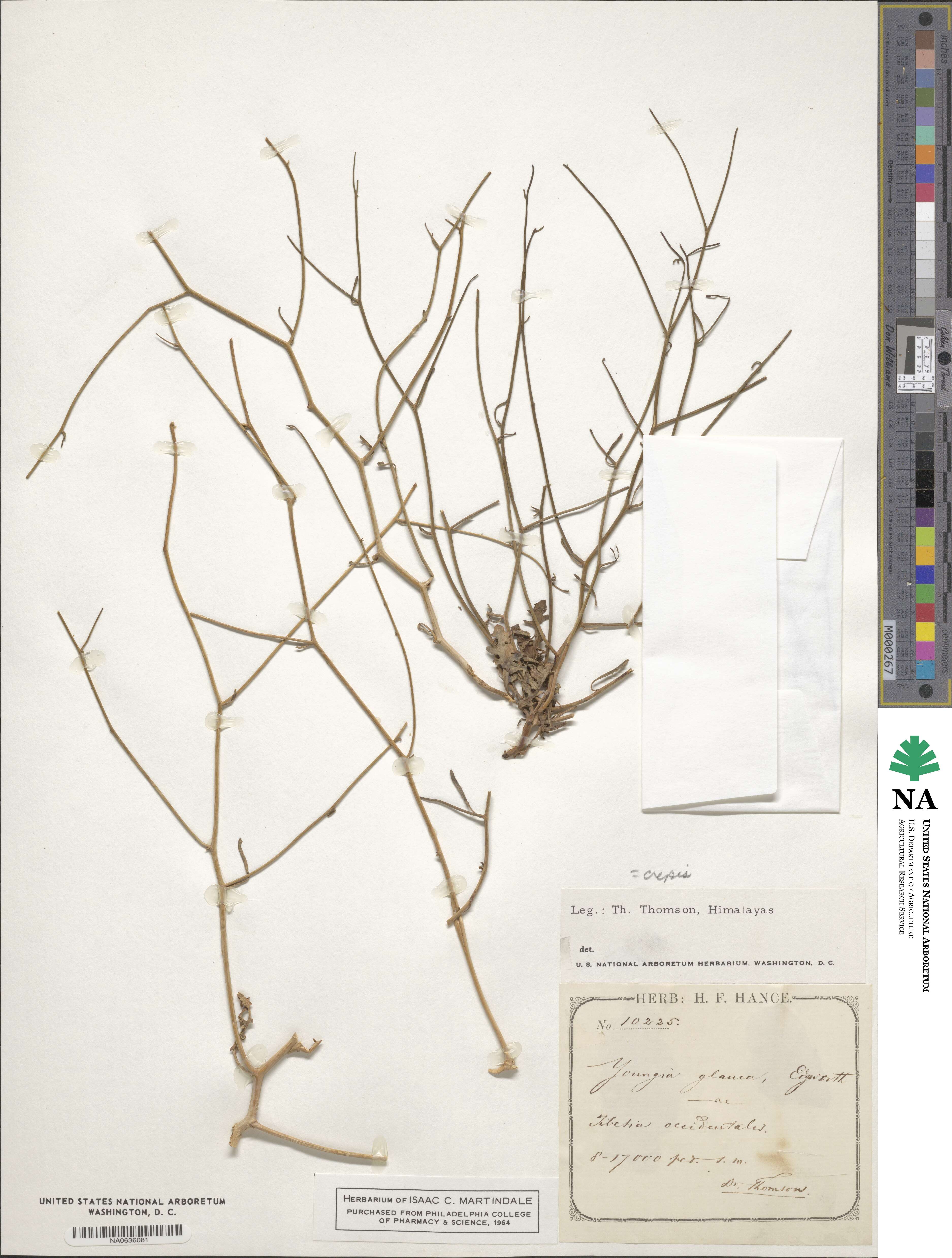 Crepis glauca image