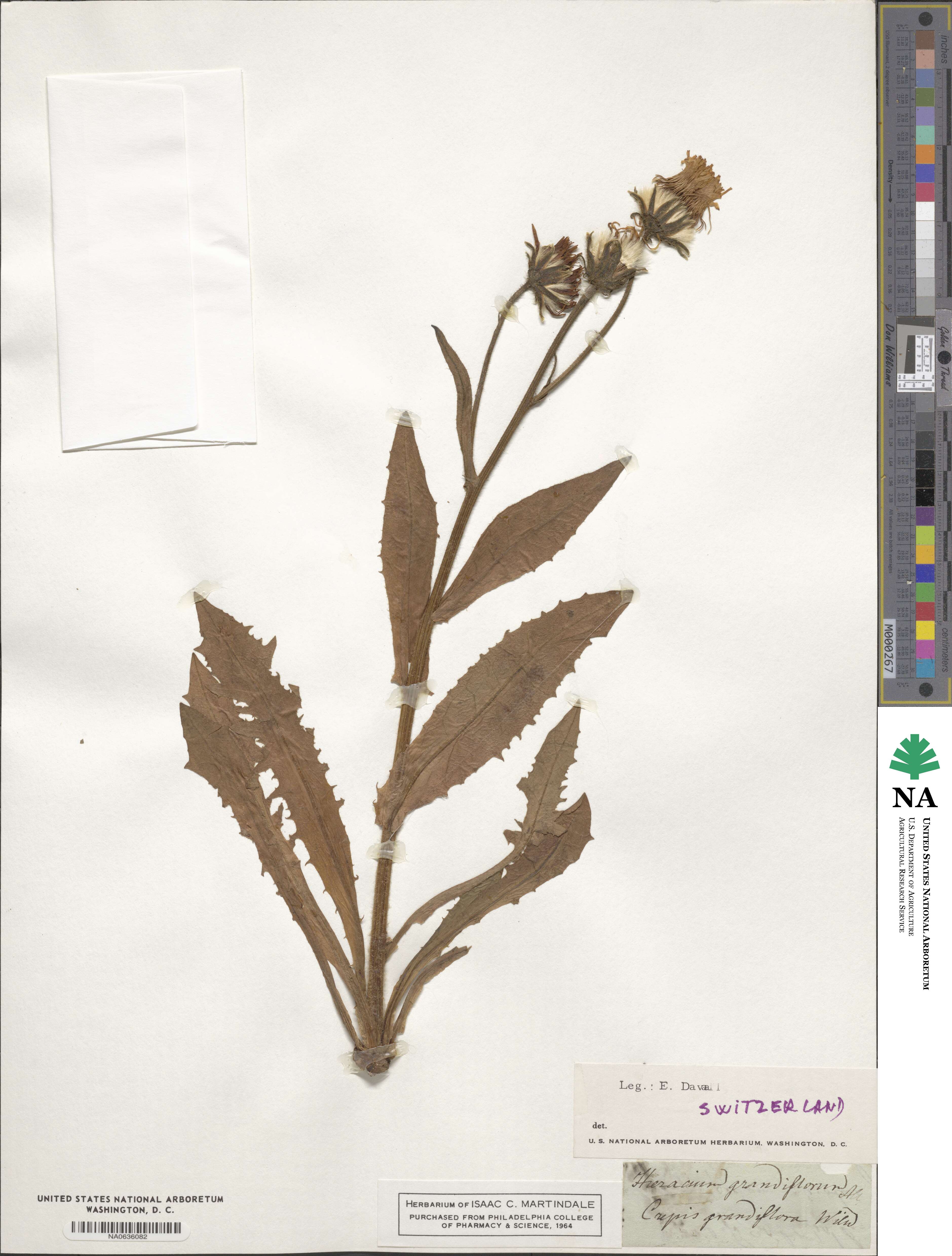 Crepis pyrenaica image