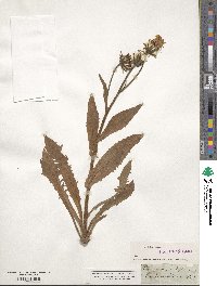 Image of Crepis pyrenaica