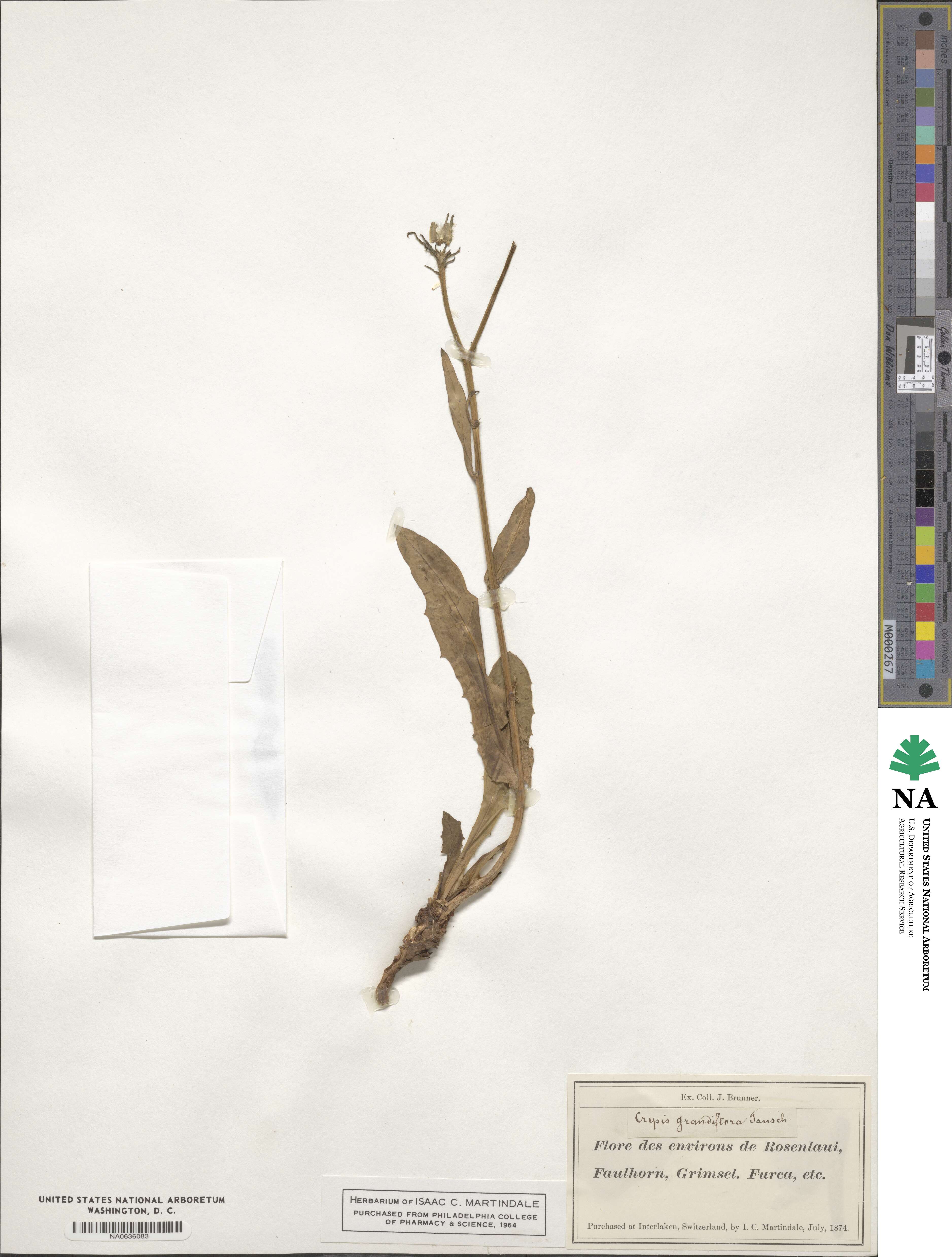 Crepis pyrenaica image