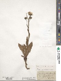 Crepis pyrenaica image