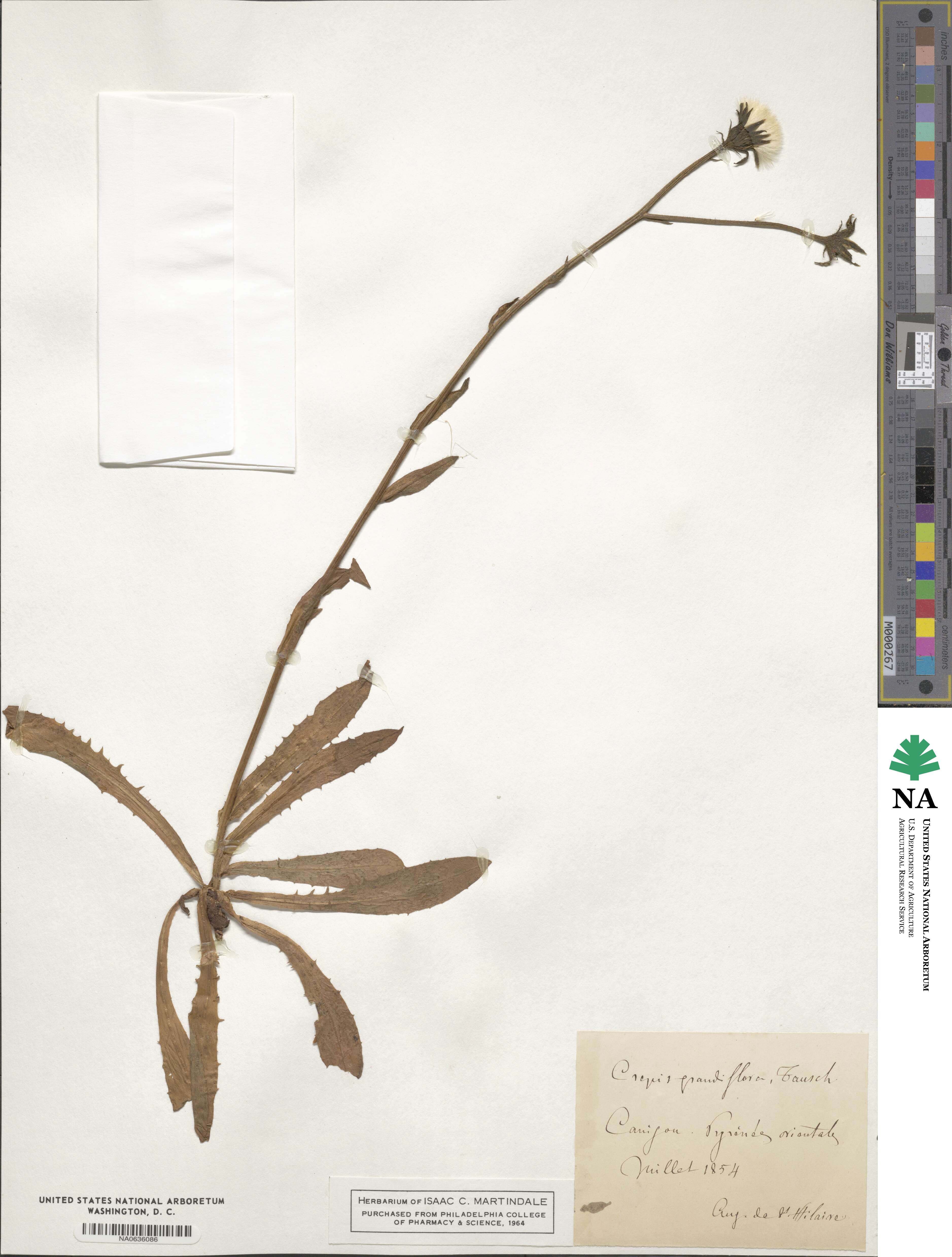 Crepis pyrenaica image