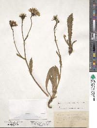 Crepis pyrenaica image