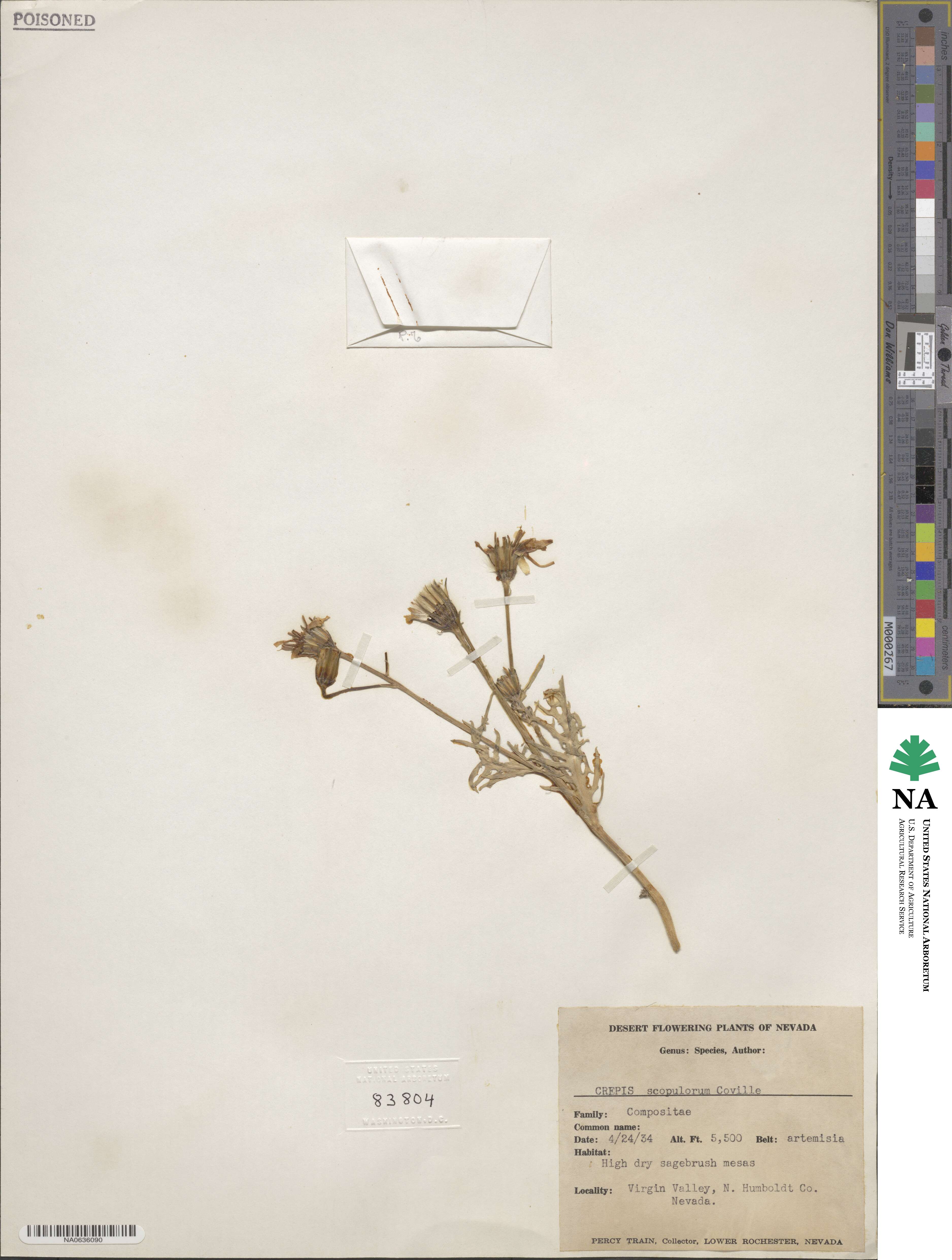 Crepis modocensis subsp. modocensis image