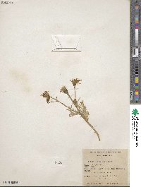 Crepis modocensis subsp. modocensis image