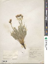 Crepis modocensis subsp. modocensis image