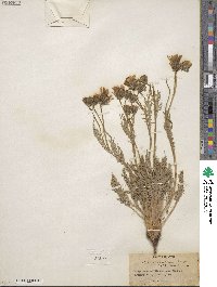 Crepis modocensis subsp. modocensis image