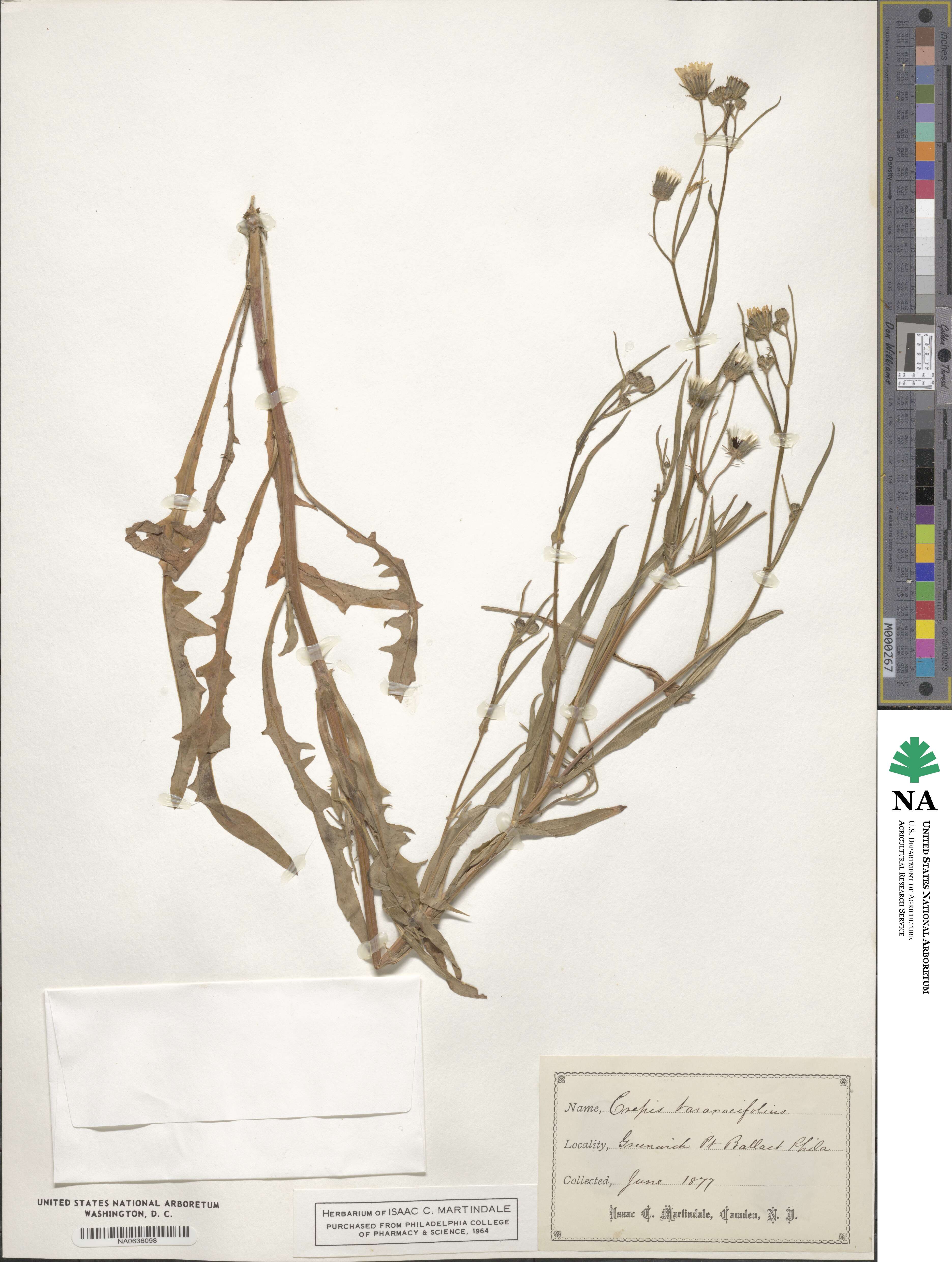 Crepis vesicaria image