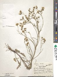 Crepis tectorum image