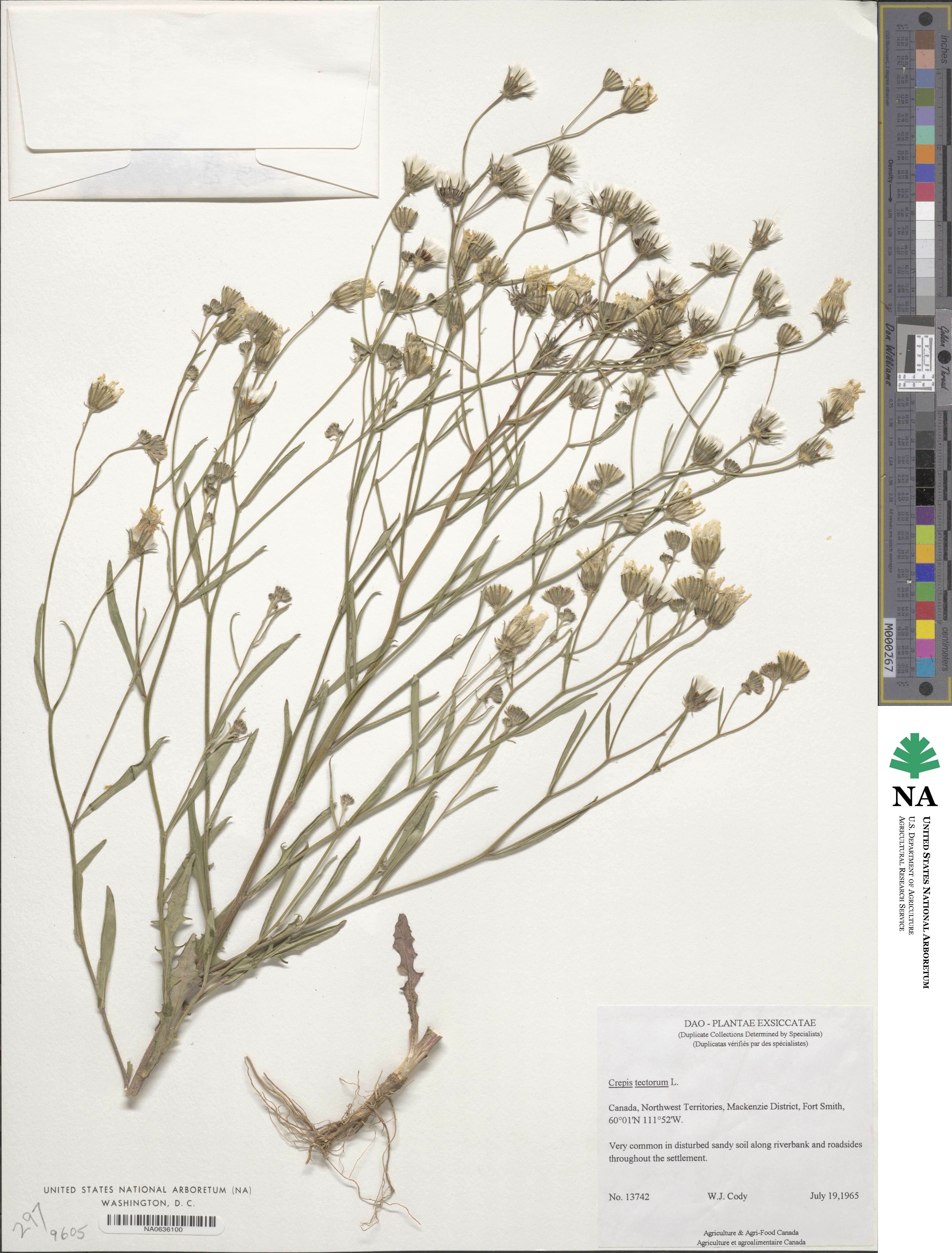 Crepis tectorum image