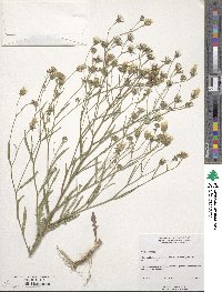 Crepis tectorum image