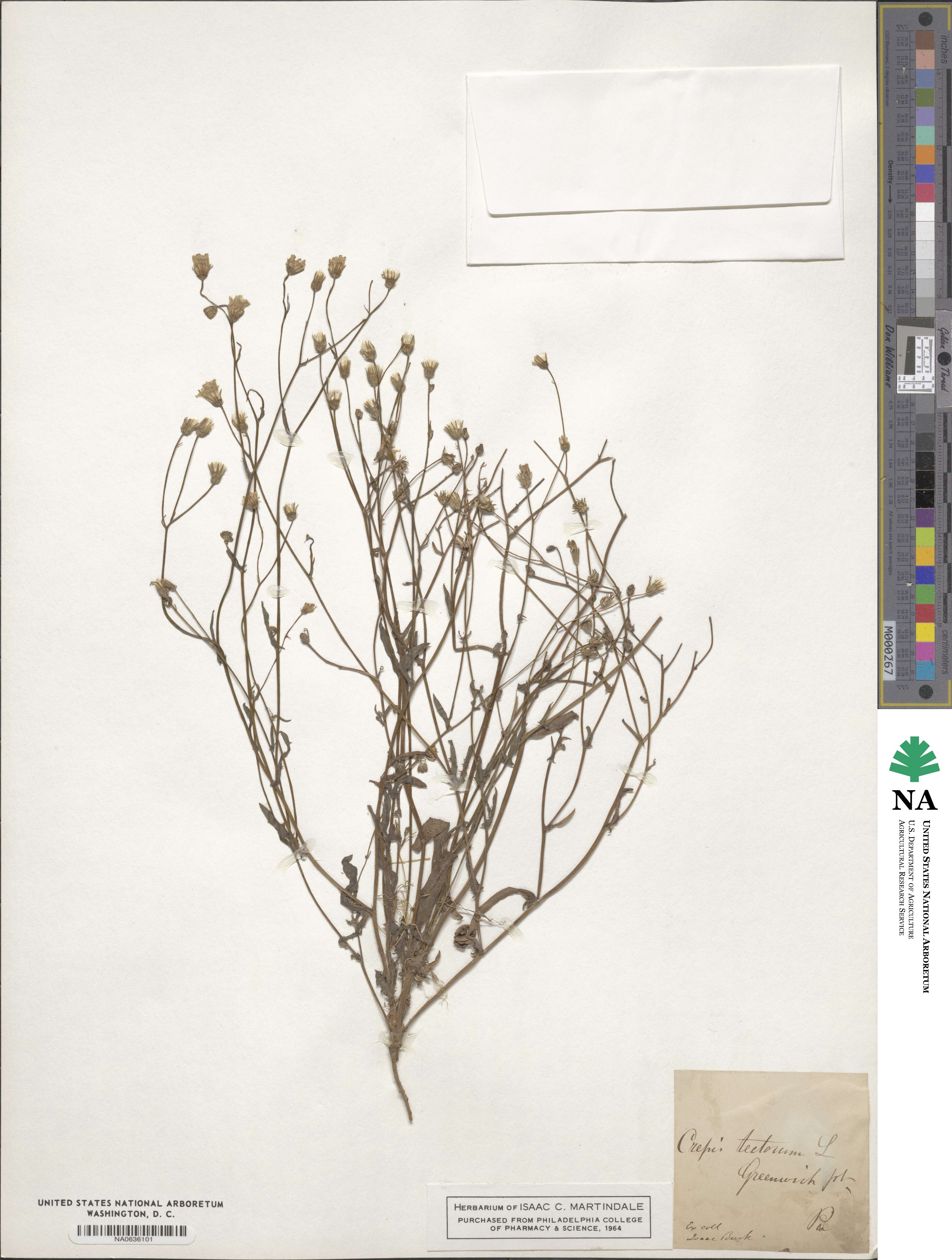 Crepis tectorum image