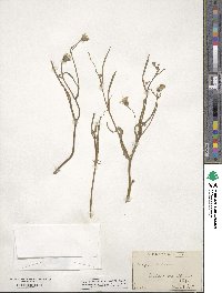 Crepis tectorum image