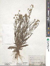 Crepis tectorum image