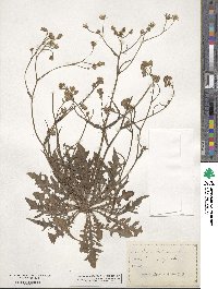 Crepis tectorum image