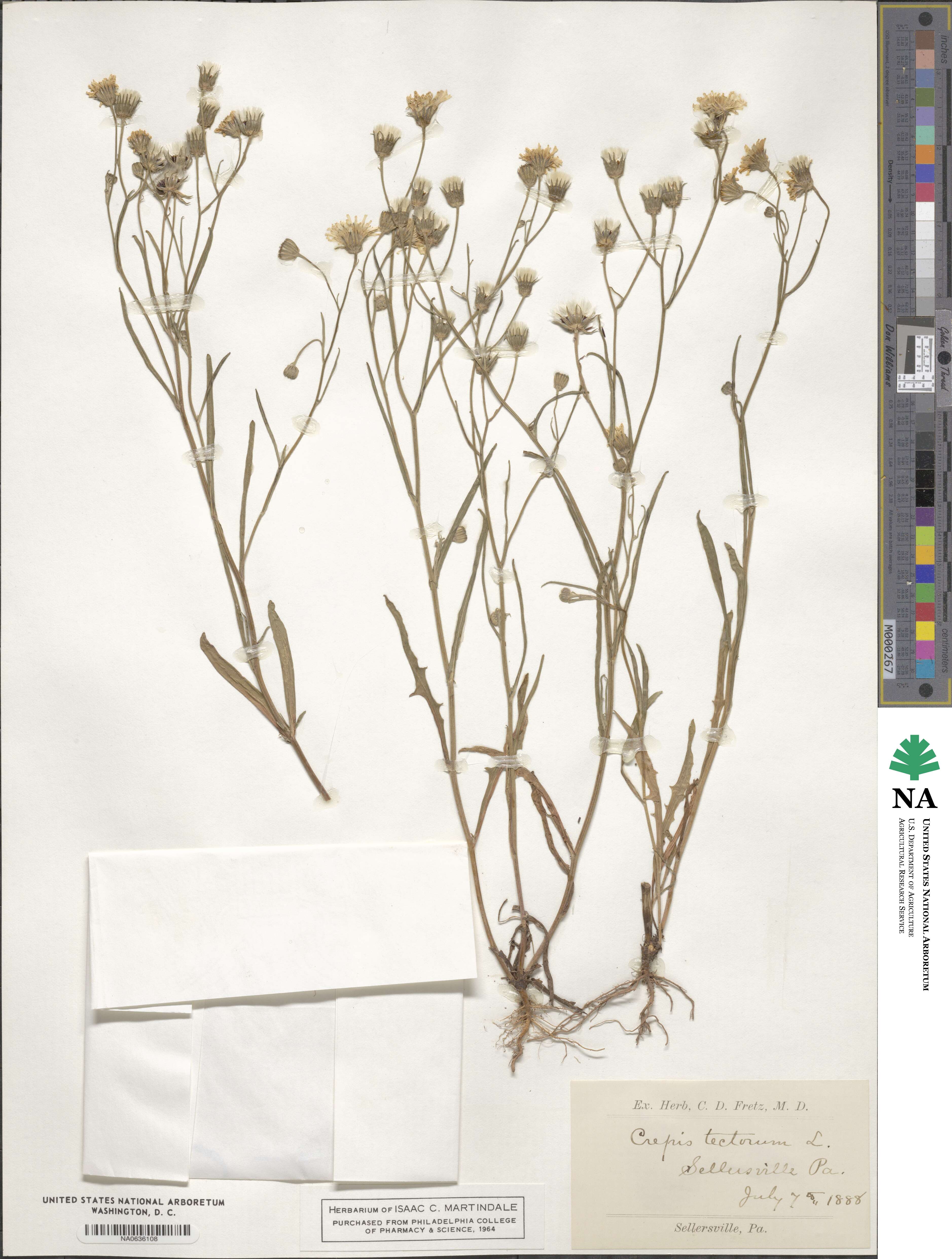 Crepis tectorum image