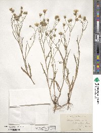 Crepis tectorum image