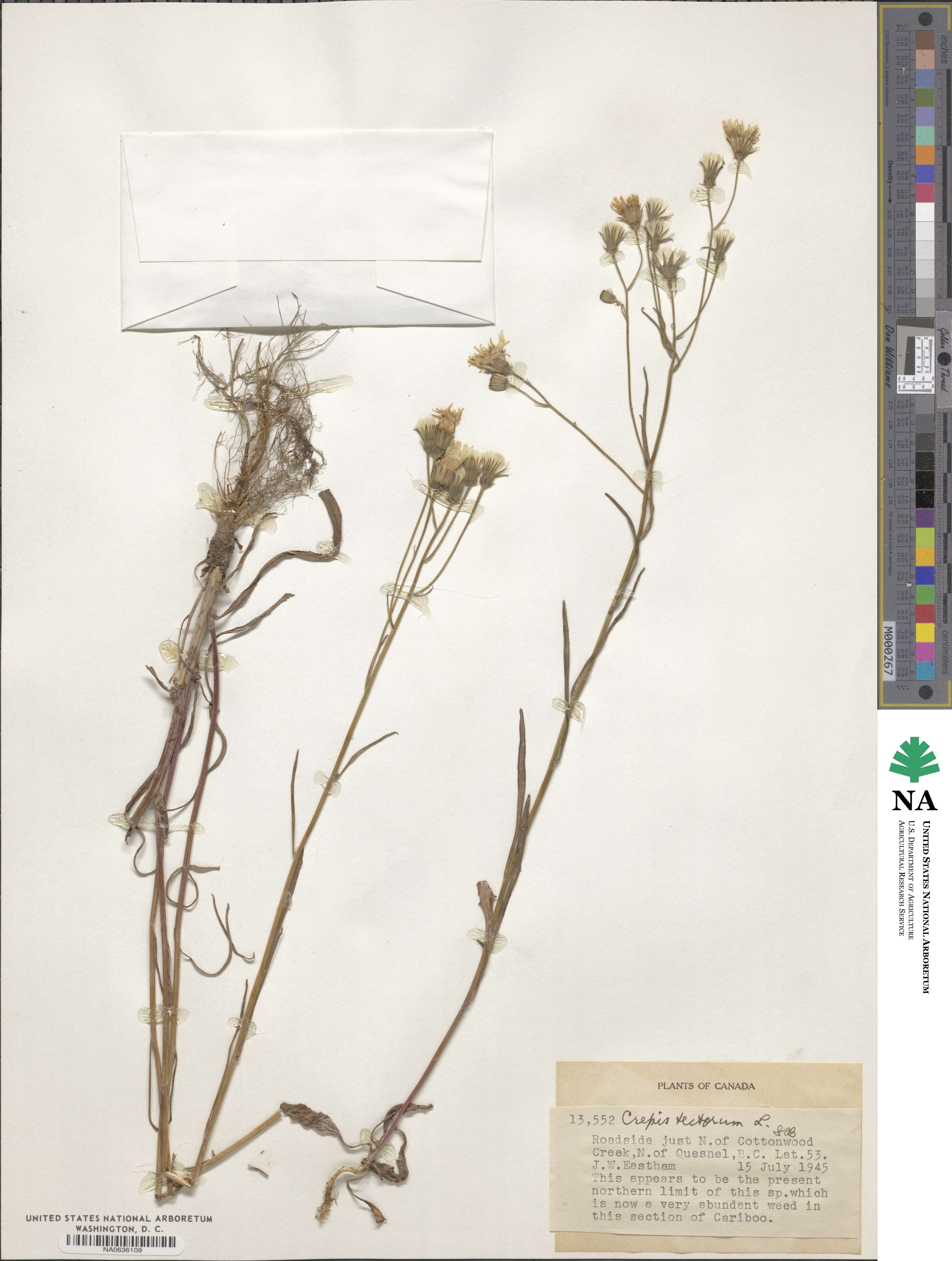 Crepis tectorum image