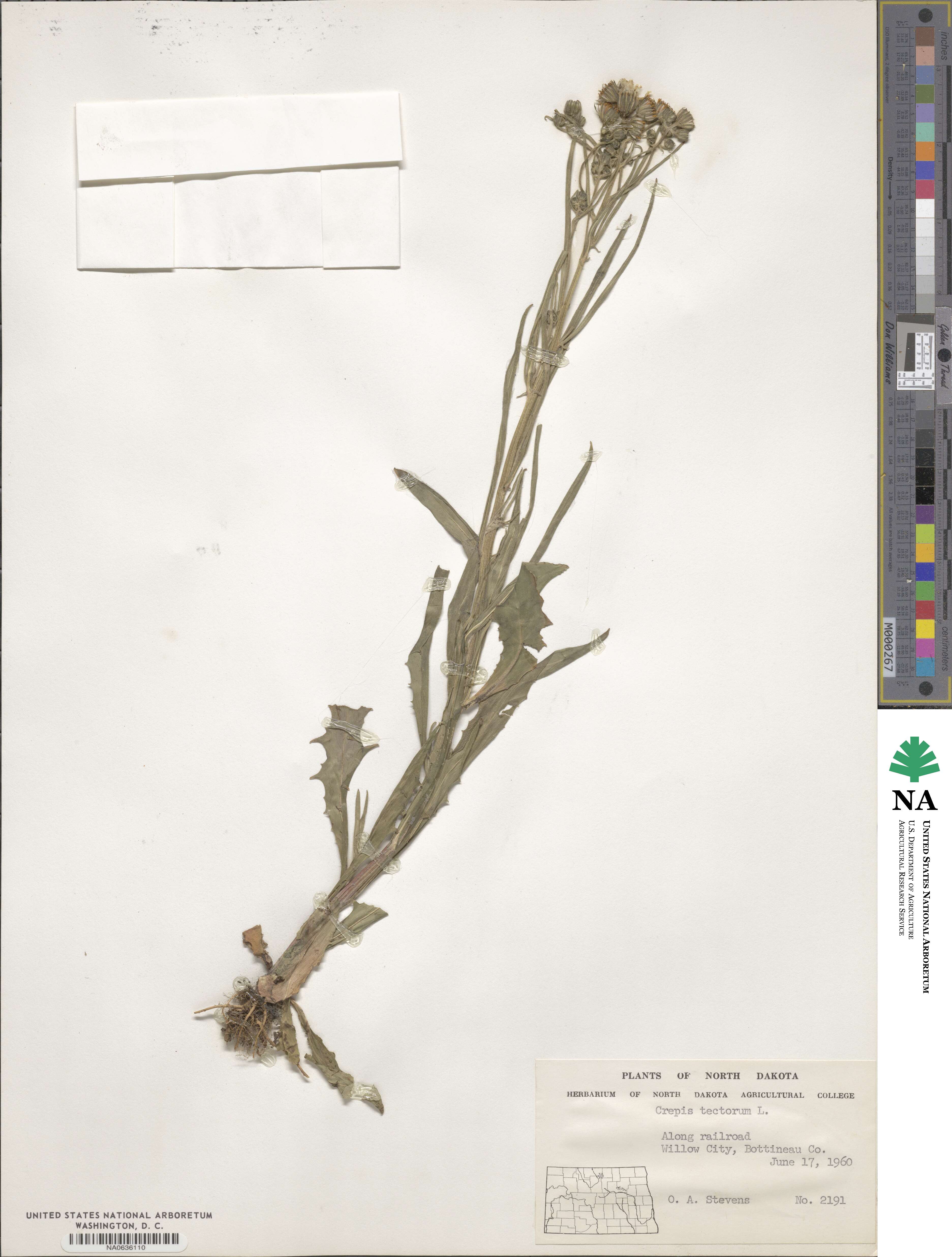 Crepis tectorum image