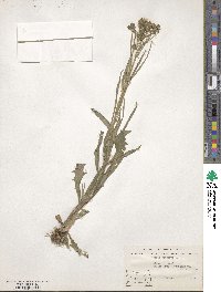 Crepis tectorum image