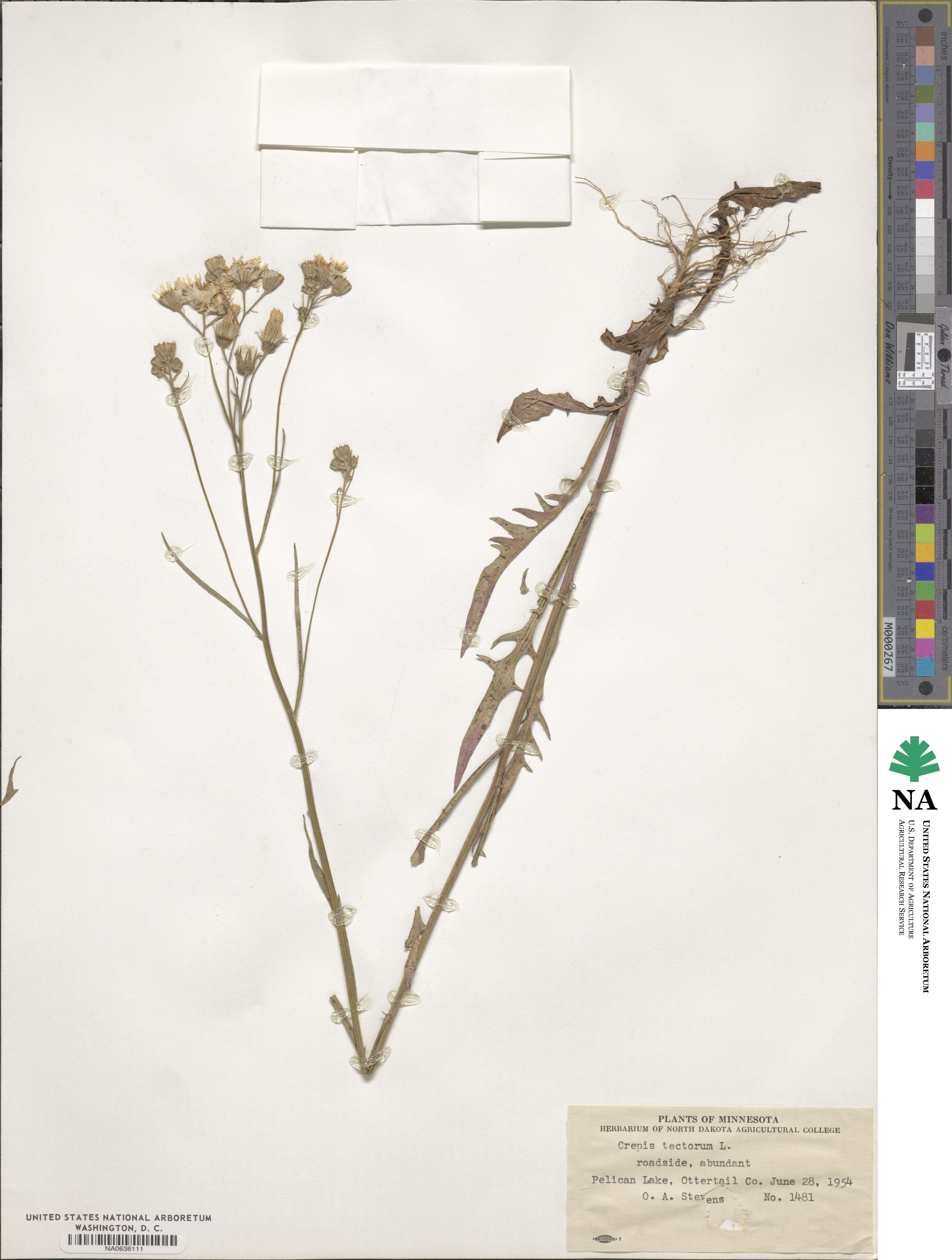 Crepis tectorum image