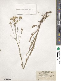 Crepis tectorum image