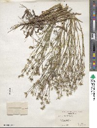 Crepis tectorum image