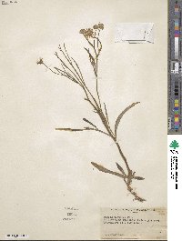 Crepis tectorum image