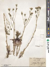 Crepis vesicaria image