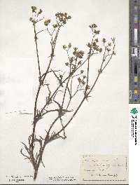 Crepis capillaris image