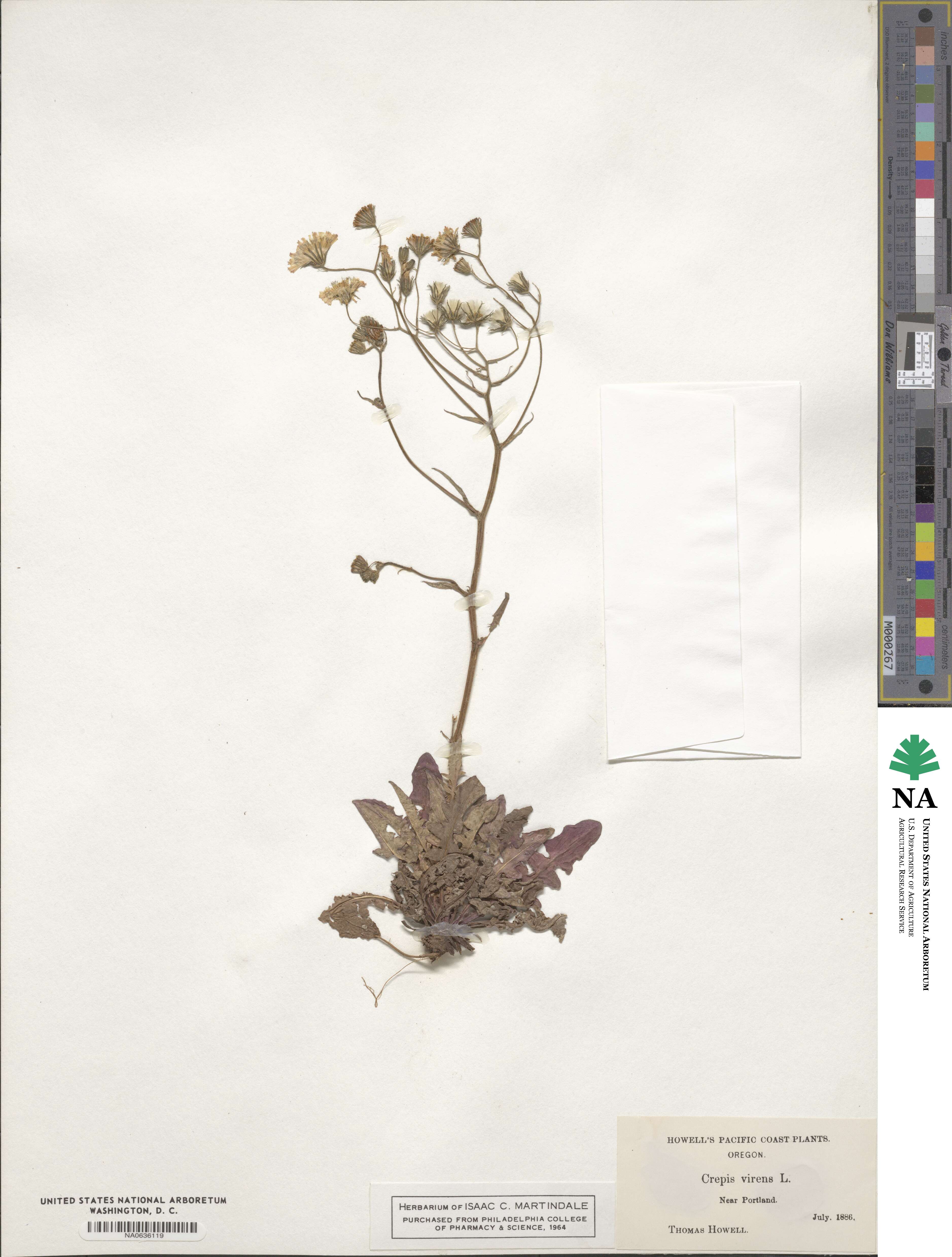 Crepis capillaris image